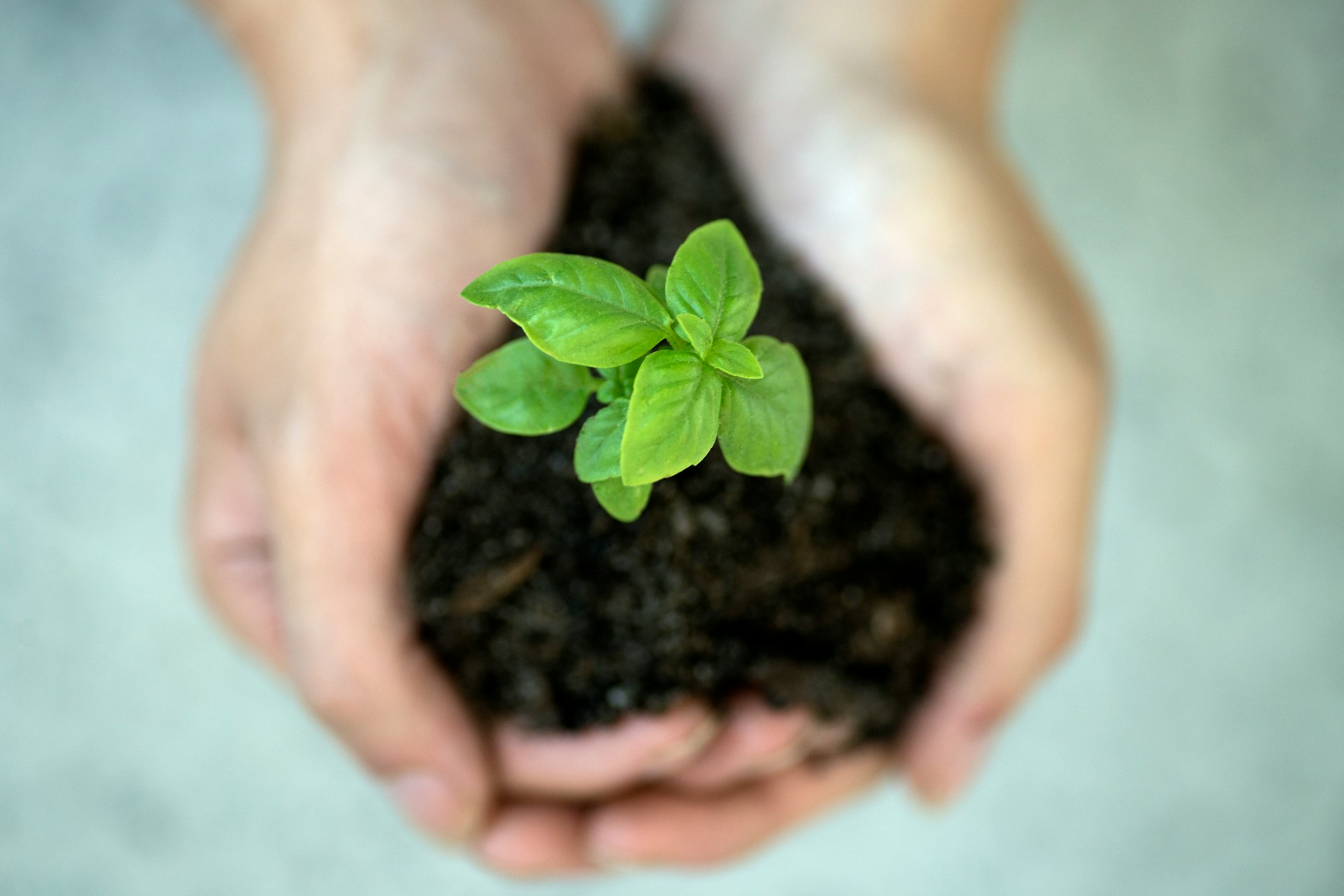 Hands holding dirt and a small plant in it